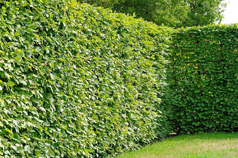 Carpinus betulus изгородь