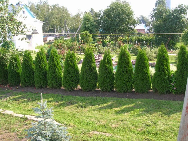 Туя Смарагд Живая изгородь