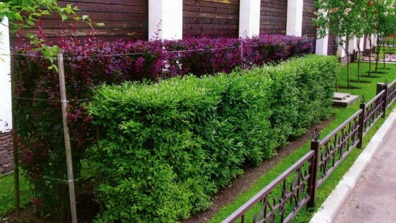 Балясникова изгородь