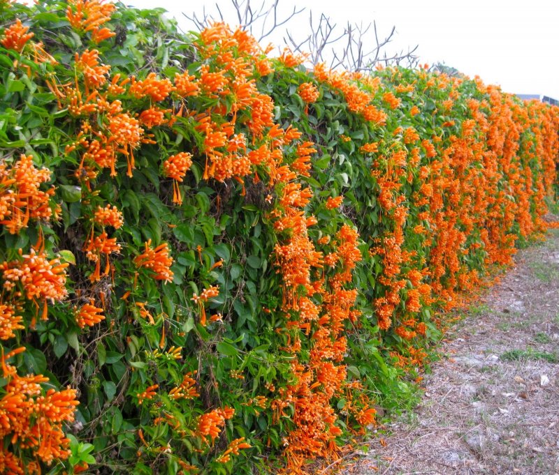 Pyrostegia venusta