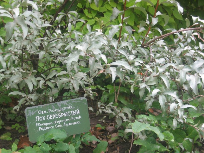 Серебристый лох серебристый медаль реклама