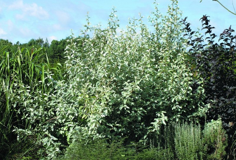 Elaeagnus commutata 'Zempin'