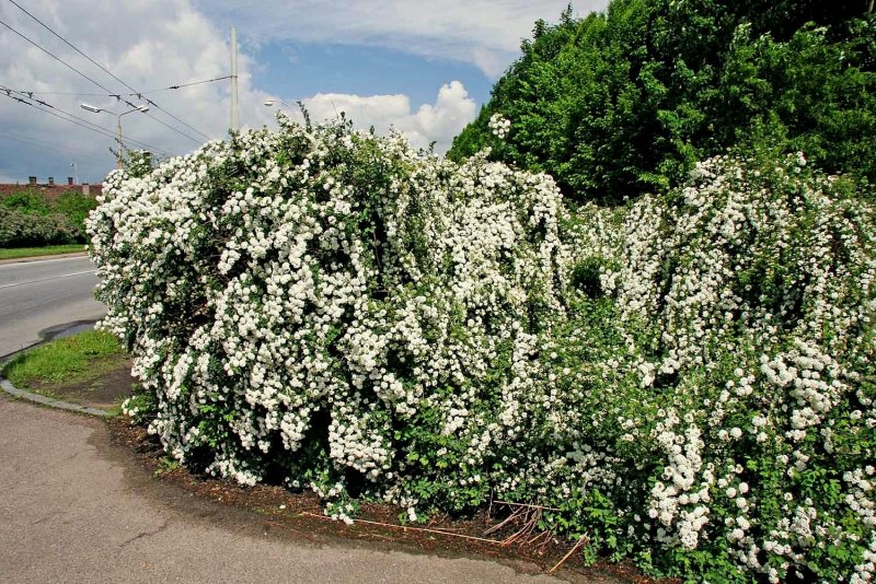Spiraea vanhouttei ‘Medeloch’