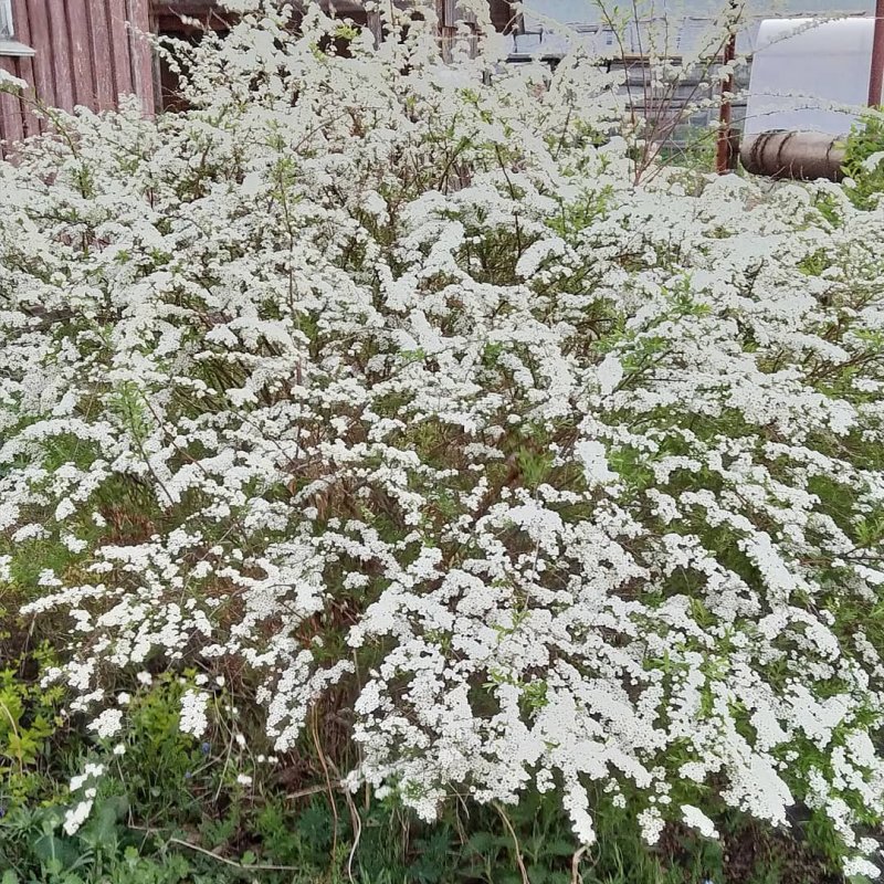 Спирея серая аргута
