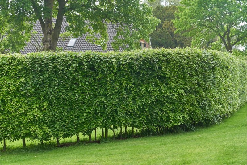 Carpinus betulus изгородь