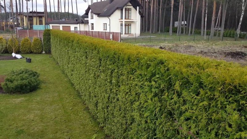 Ту Брабант Живая изгородь низкая