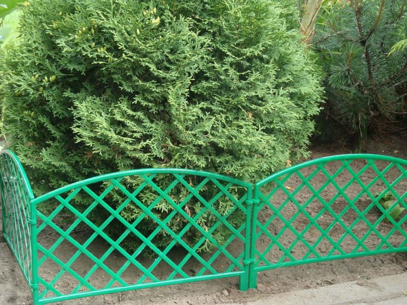 Изгородь декоративная