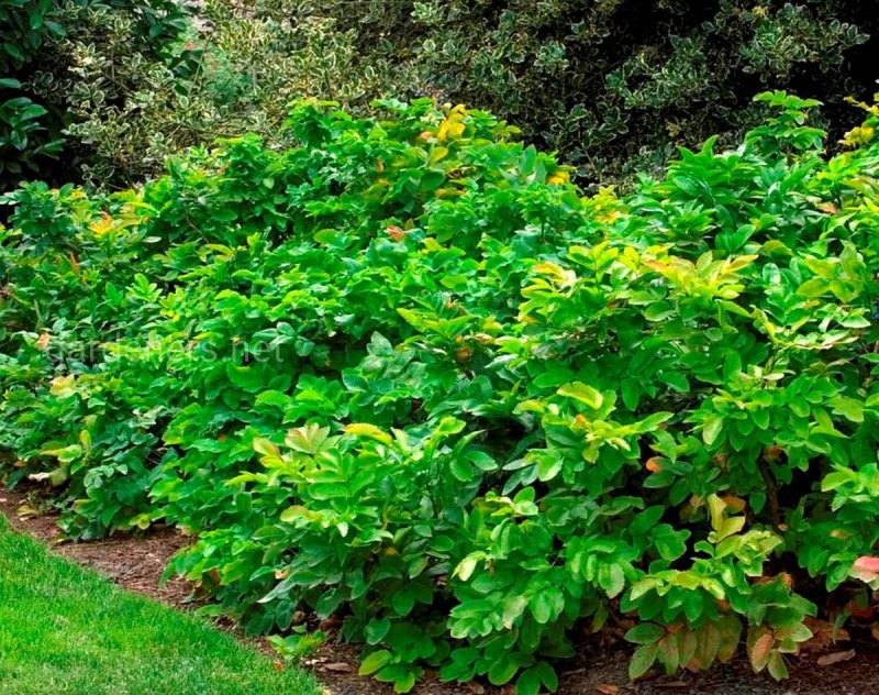 Mahonia repens g.don
