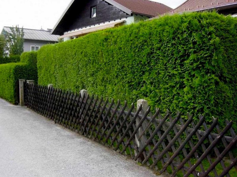 Купрессоципарис Живая изгородь