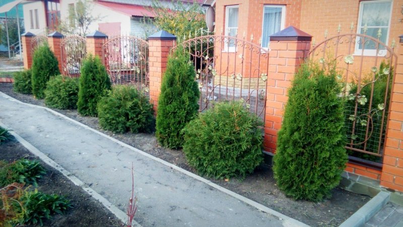 Туя Смарагд шаровидная