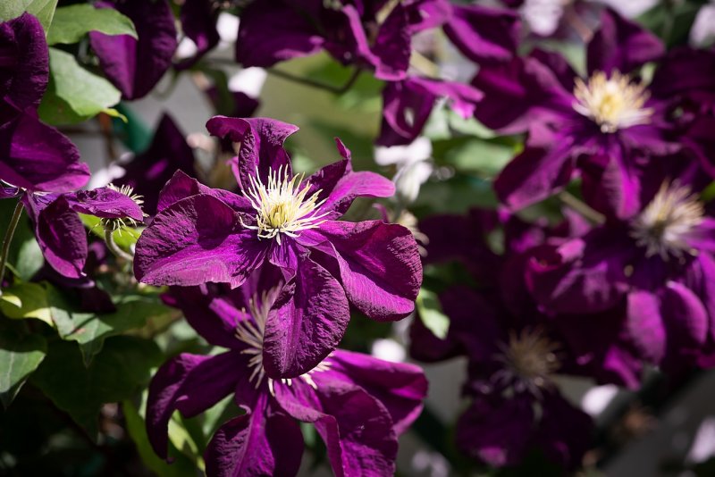 Clematis armandii- Ломонос арманда