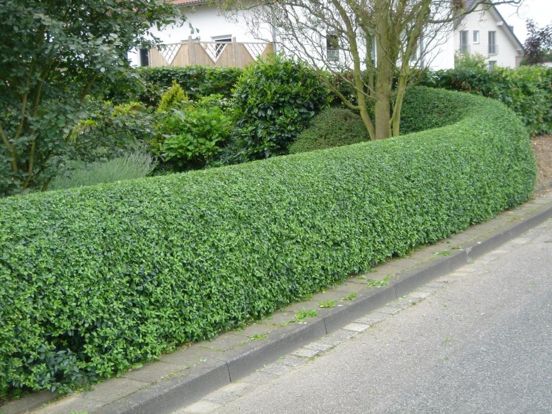 Carpinus betulus 'Fastigiata'