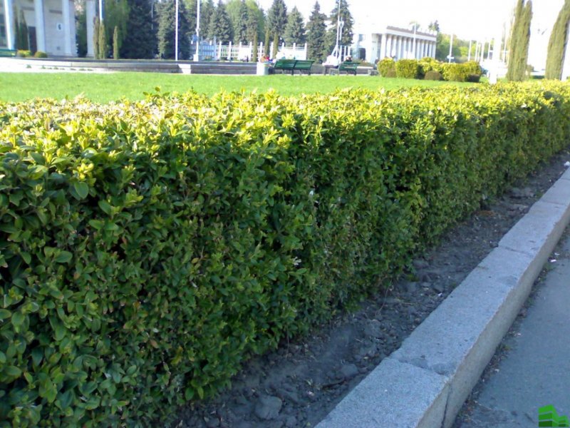 Липа мелколистная Живая изгородь