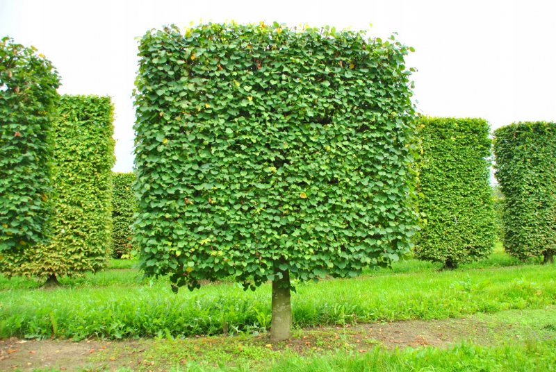 Tilia cordata 'Rancho'