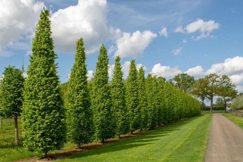 Carpinus betulus изгородь