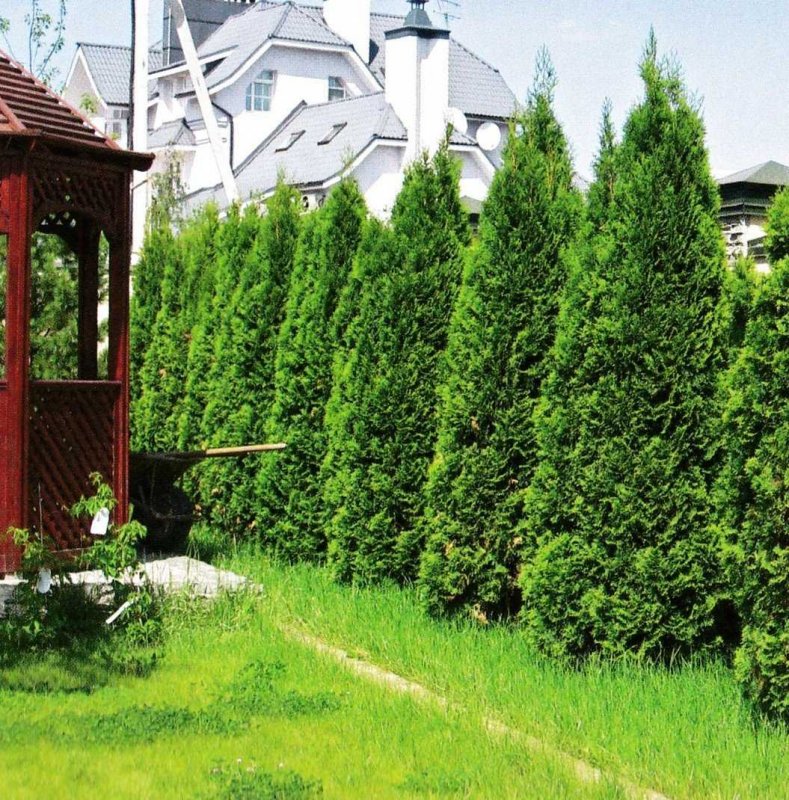Туя Брабант изгородь