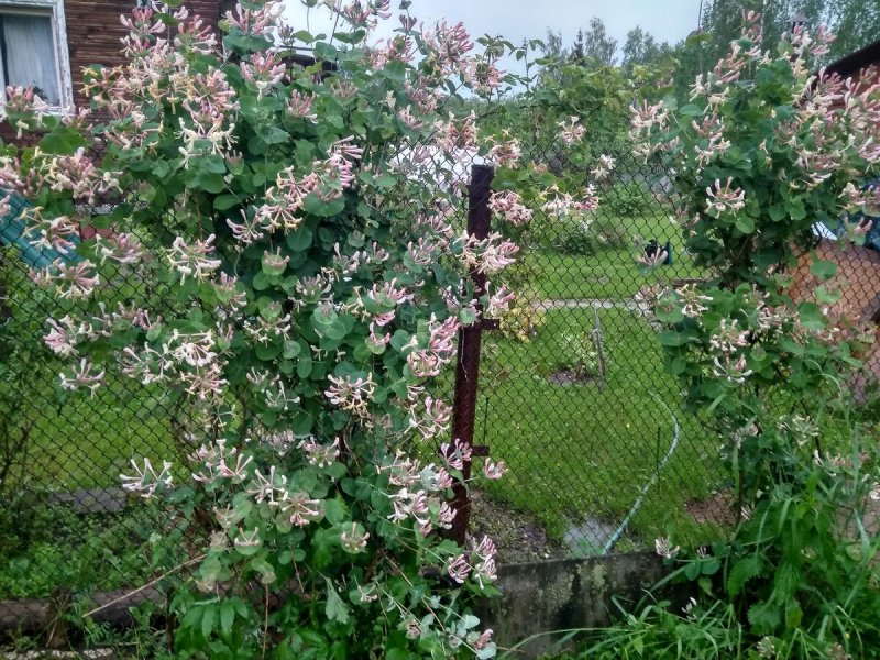 Дерево жимолость каприфоль