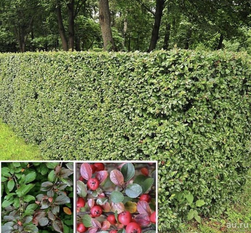 Cotoneaster lucidus изгородь