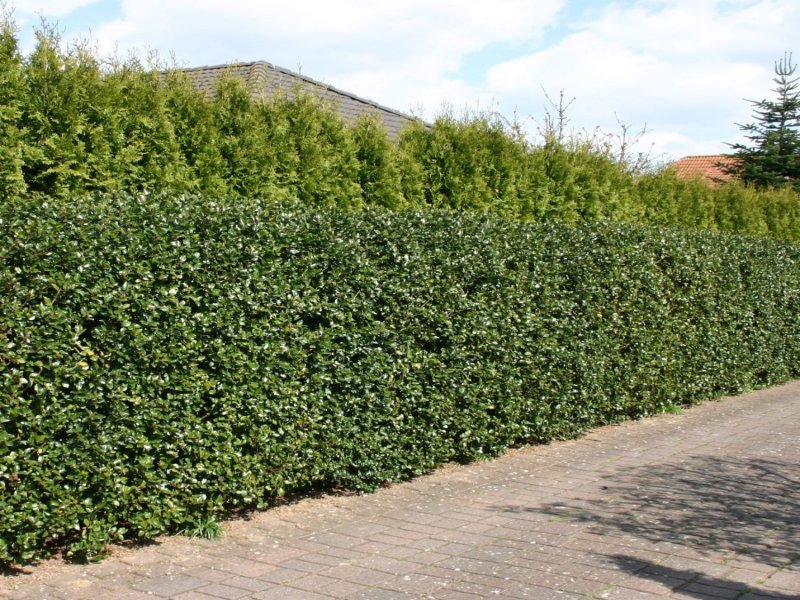 Ilex meserveae 'Blue Prince'