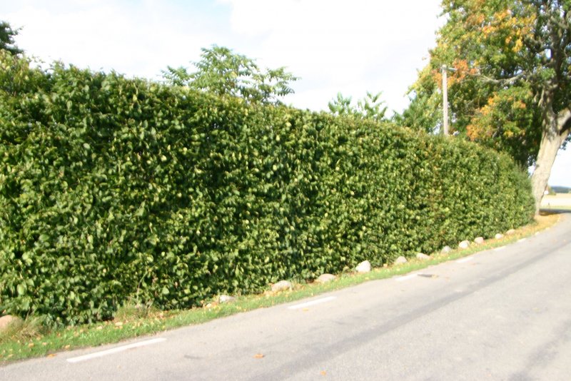 Carpinus betulus для живой изгороди