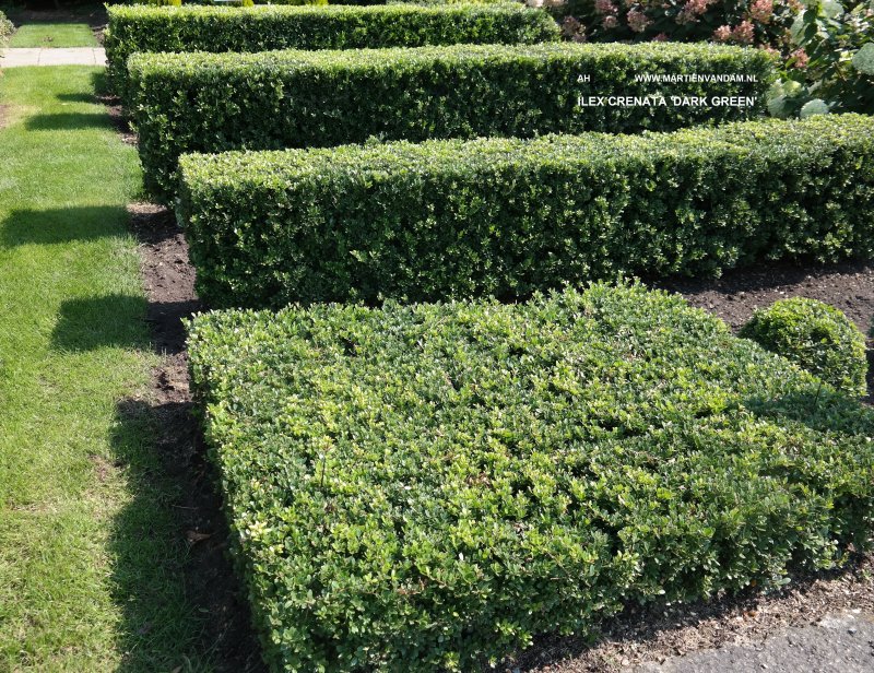 Ilex crenata 'Green Hedge'