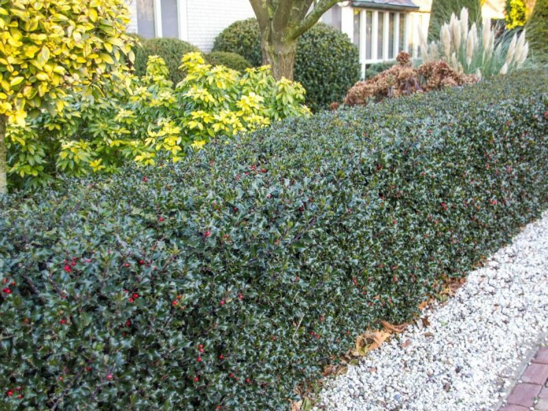 Ilex meserveae 'Blue Maid'