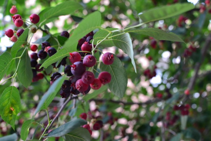 Ирга "Amelanchier lamarckii"