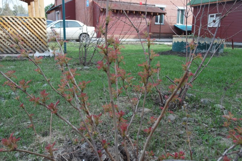 Рябинник рябинолистный `Сэм` Sorbaria sorbifolia `sem` ®