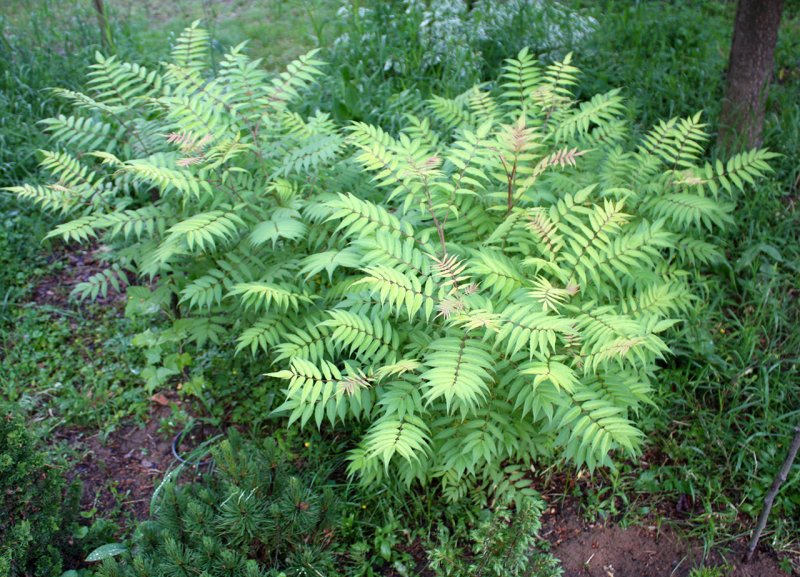 Рябинник рябинолистный (Sorbaria sorbifolia)