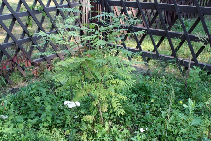 Рябинник рябинолистный `Сэм` Sorbaria sorbifolia `sem` ®