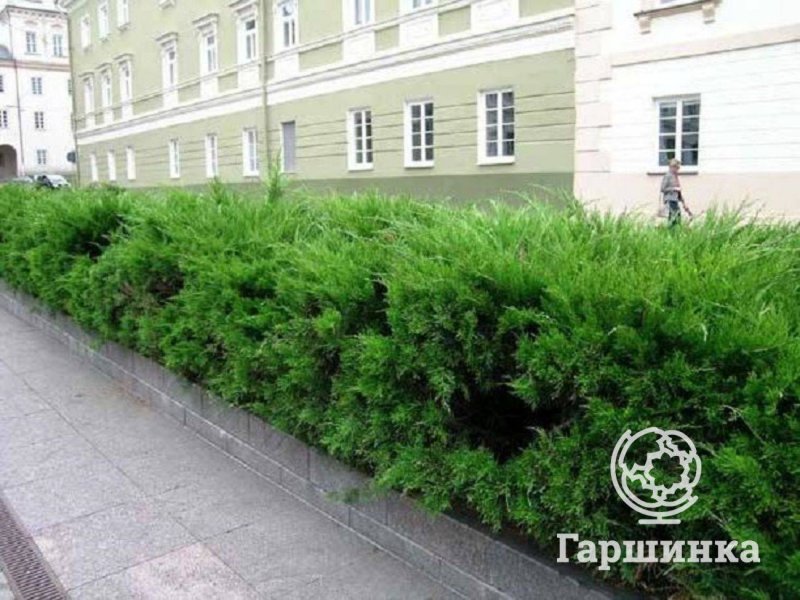 Можжевельник минт джулеп Живая изгородь
