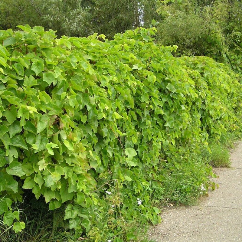Виноград Амурский Лиана