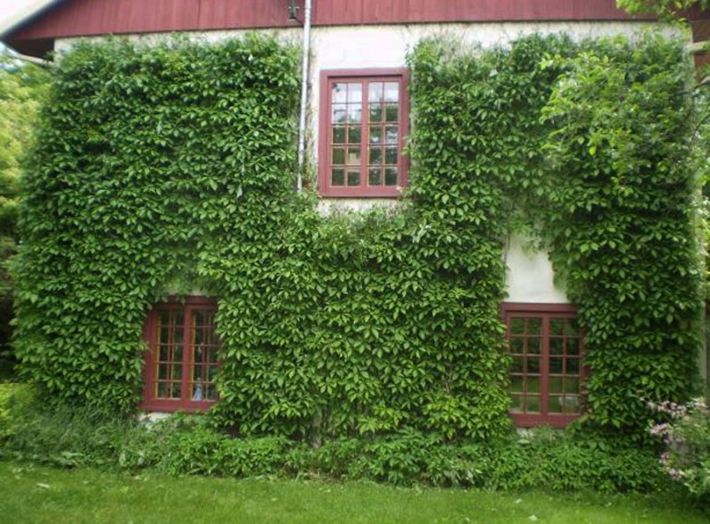 Виргинский плющ