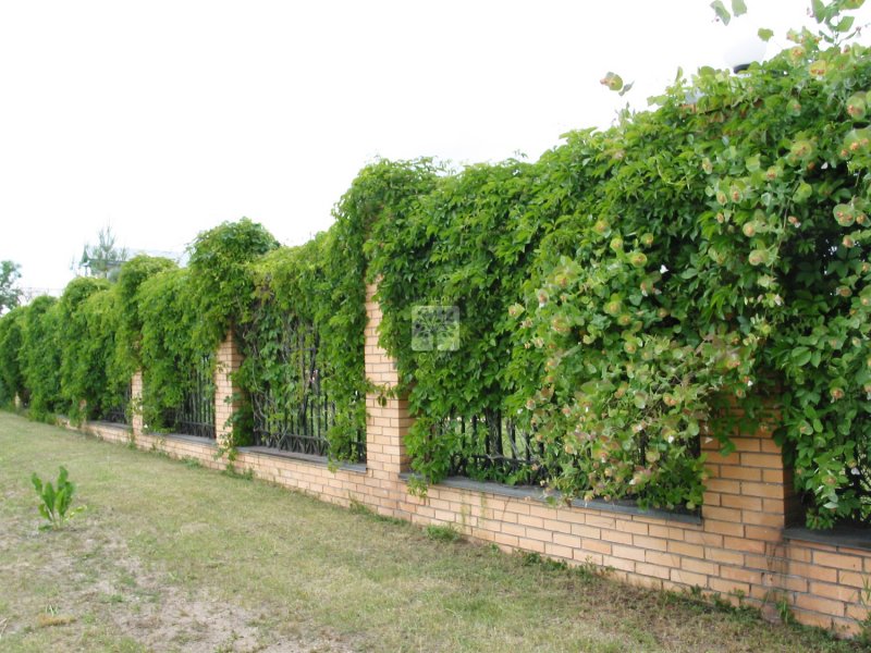 Живой изгороди vinograd