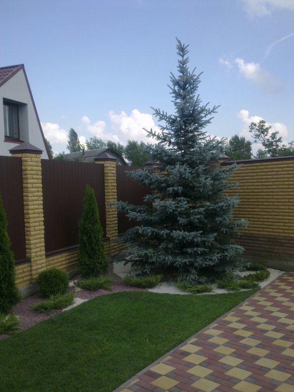 Ель на дачном участке