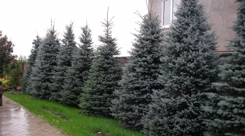 Голубые ели вдоль забора
