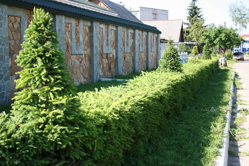 Ель европейская живые изгороди