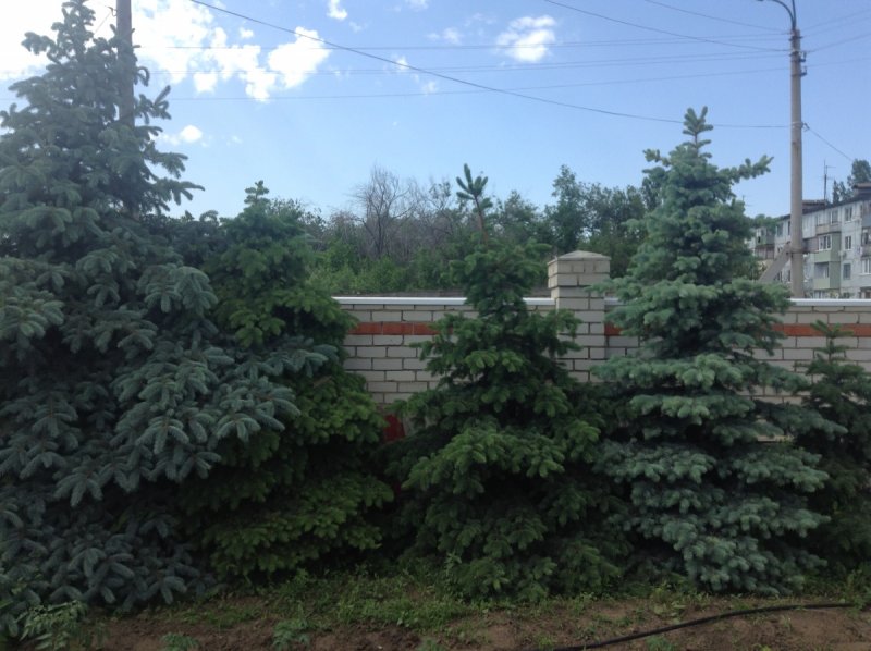 Елочки вдоль забора