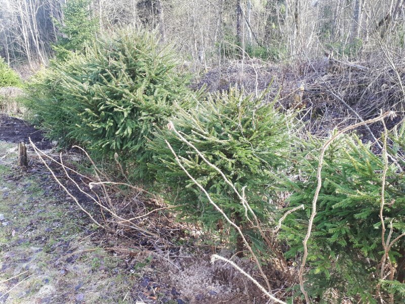 Сильно подстриженные елки ограда