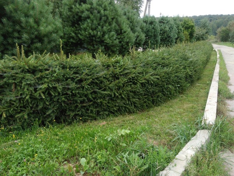 Живая изгородь береза