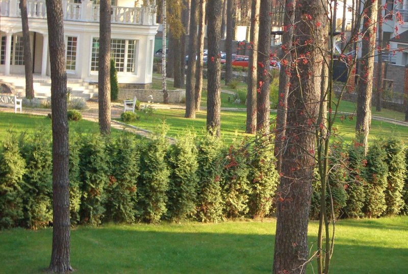 Живая изгородь туи сосна ель