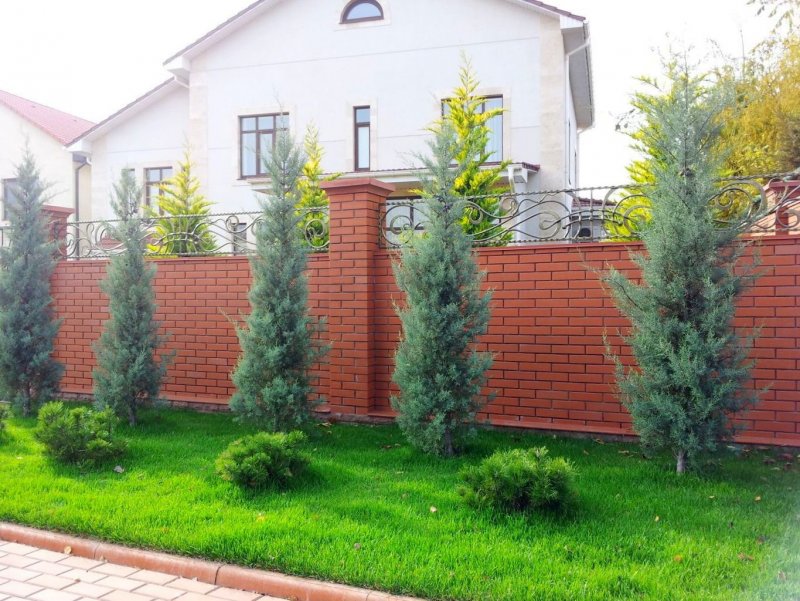 Кипарисовик и туя вдоль забора