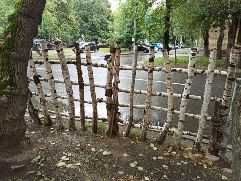 Забор из березы