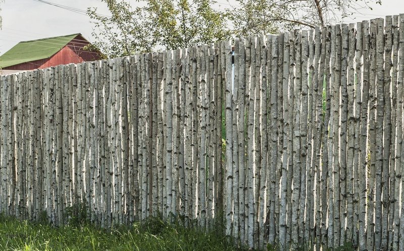Забор из березы