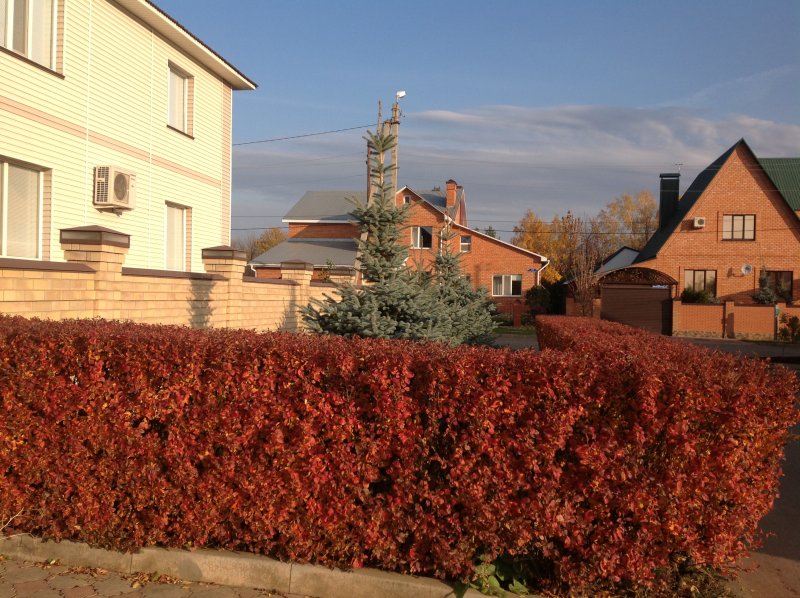 Кизильник блестящий изгородь