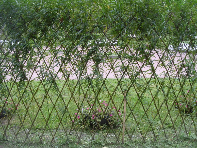 Ива розмаринолистная Живая изгородь