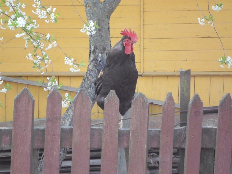 Петух на заборе