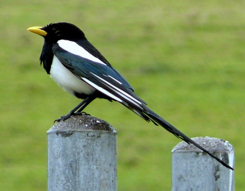 Yellow-billed Magpie