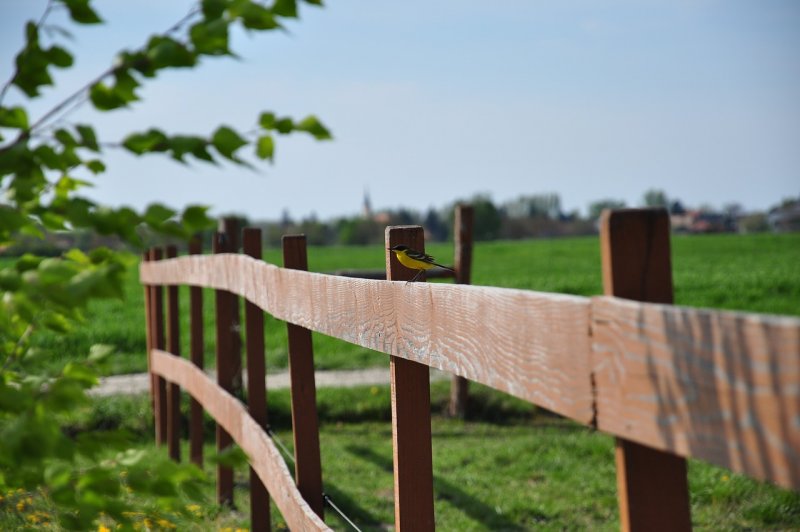 Green Wooden Fence and Gate