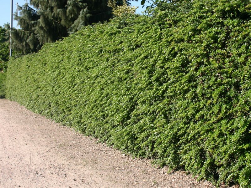 Berberis verruculosa